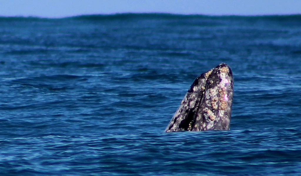 Nota sobre Baja California: un lugar con paraísos escondidos, descúbrelos aquí