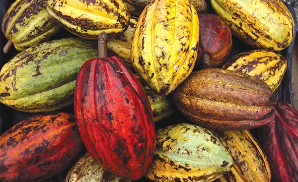 Nota sobre Ruta del Cacao, Chiapas