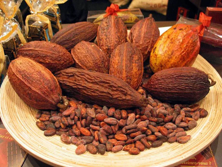 Nota sobre La ruta del cacao, Tabasco