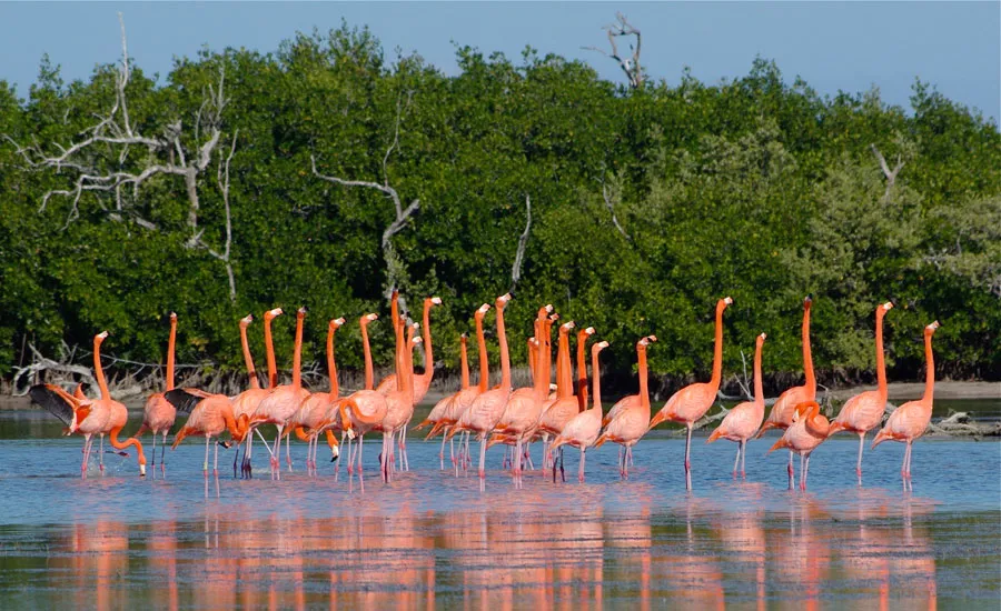 Nota sobre Reserva de la biosfera el Cuyo, Yucatán