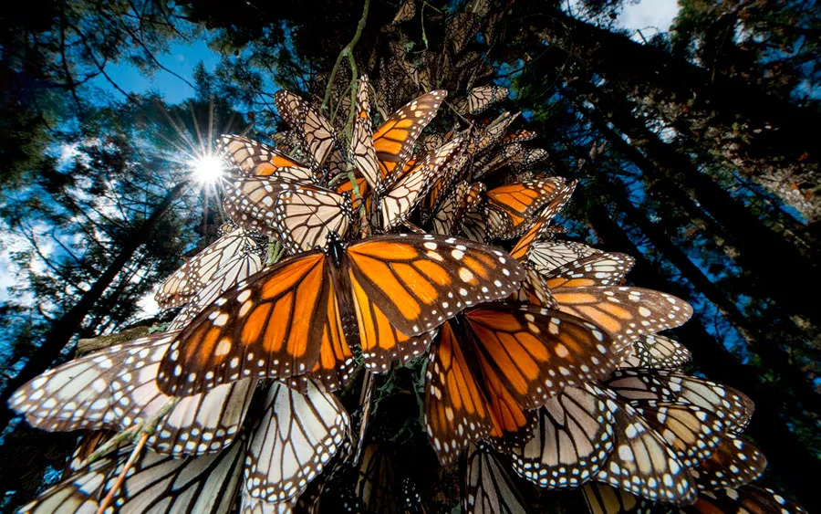 Nota sobre Reserva de la biosfera de la Mariposa Monarca, Michoacán