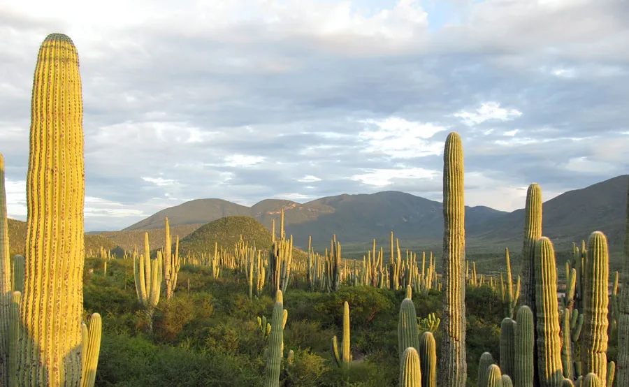 Nota sobre Reserva de la biosfera Tehuacán-Cuicatlán, Puebla y Oaxaca