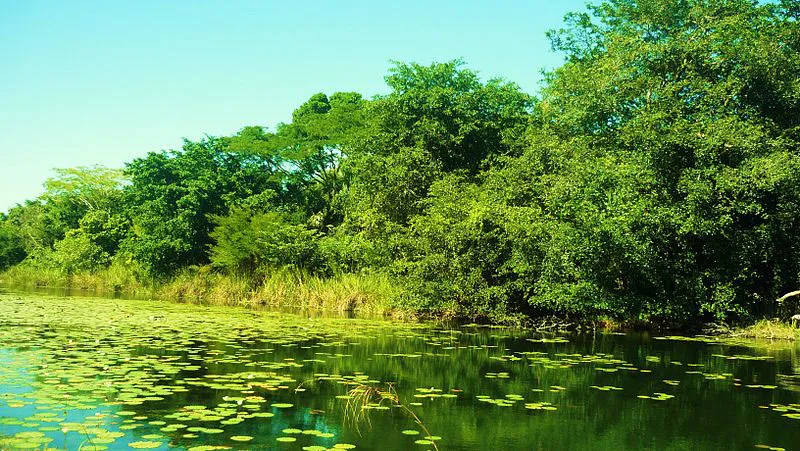 Nota sobre Reserva de la biosfera de los petenes, Campeche