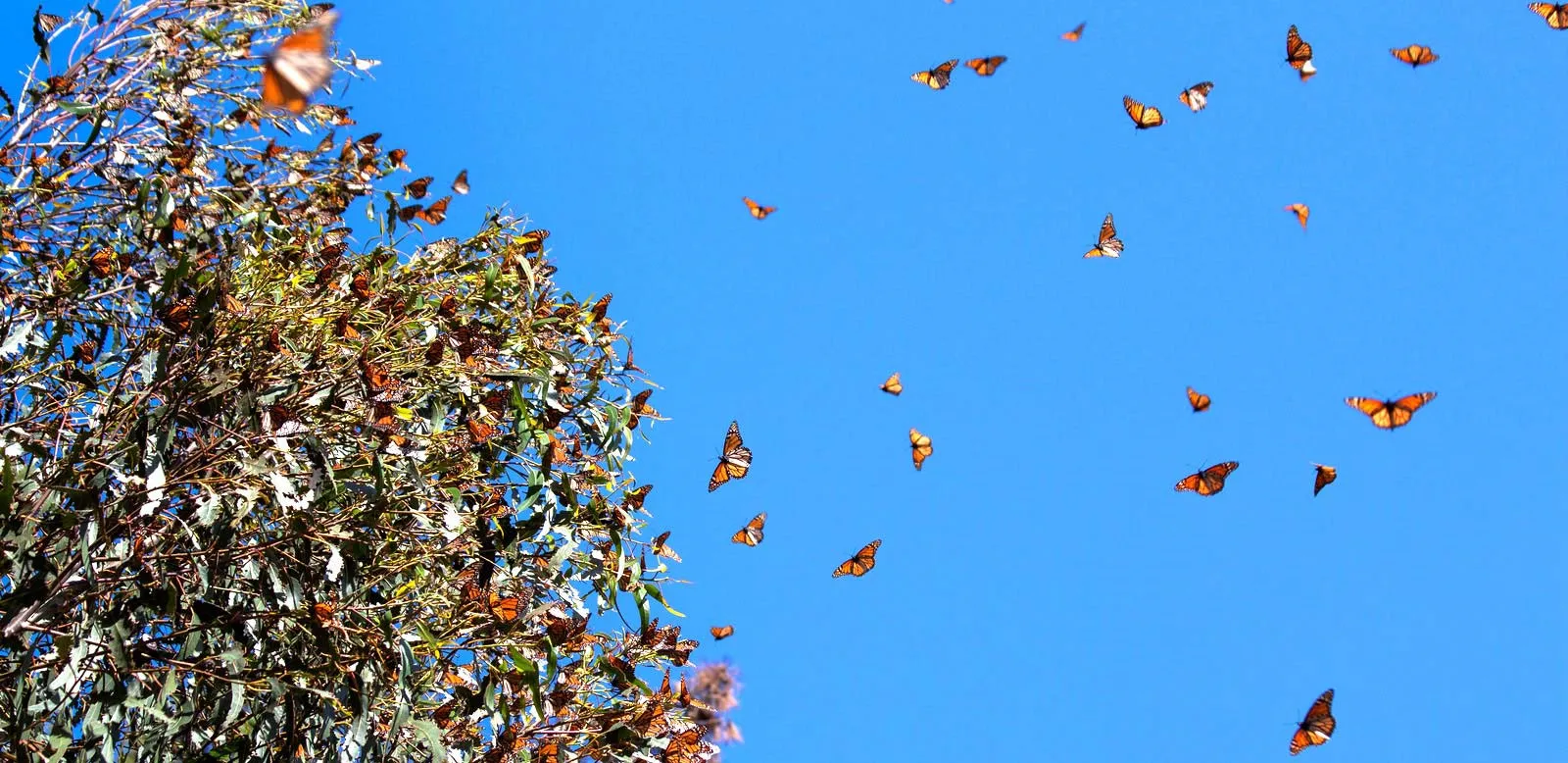 Nota sobre Mariposa Monarca en Michoacán