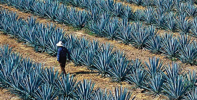 Nota sobre Campo de espinas azuladas en Tequila