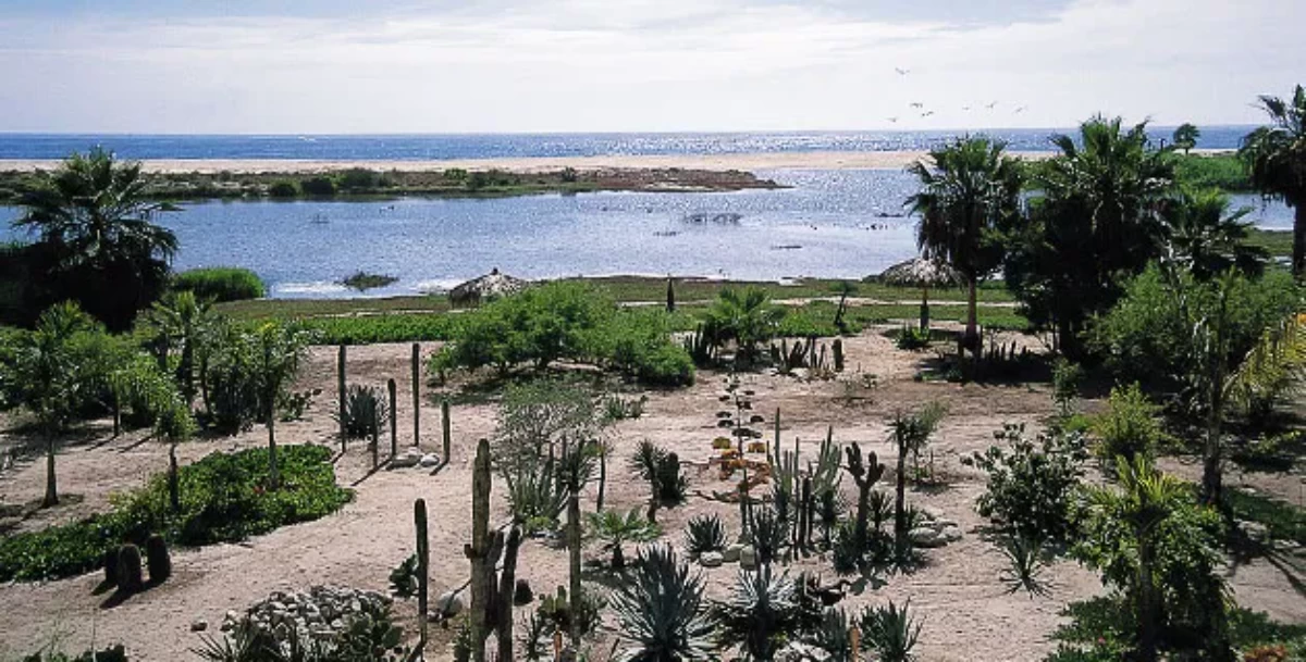 Nota sobre Paseos con sorbos de vino y mezcal...y baba de nopal