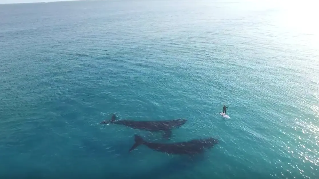 Nota sobre Impresionante video desde el aire que muestra el encuentro de un Paddleboarder con dos ballenas