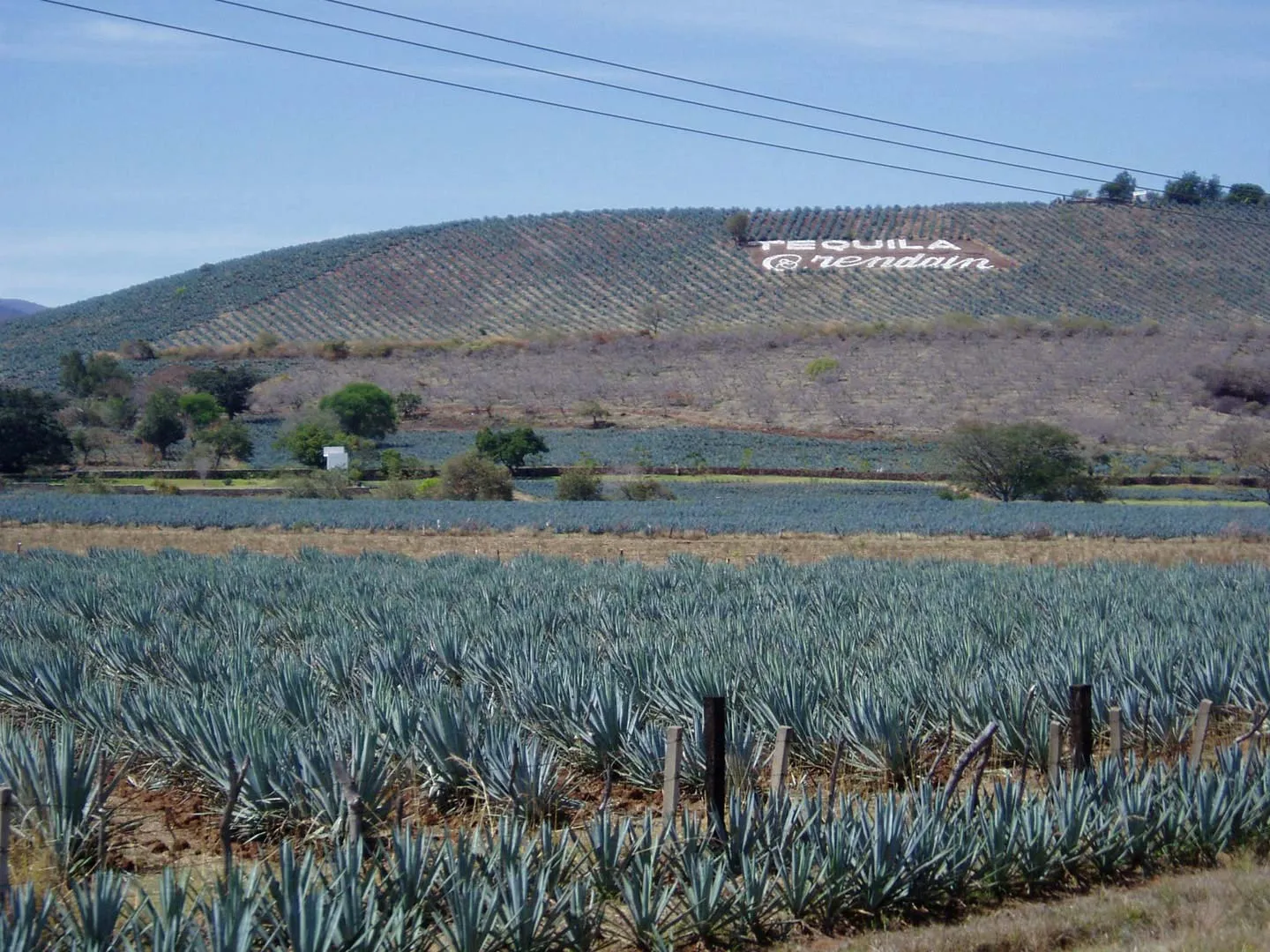 Nota sobre No debes de perderte la ruta del tequila en Guanajuato
