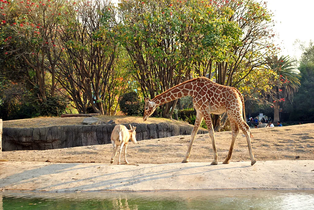 Nota sobre Visita el Zoológico de Chapultepec en la CDMX