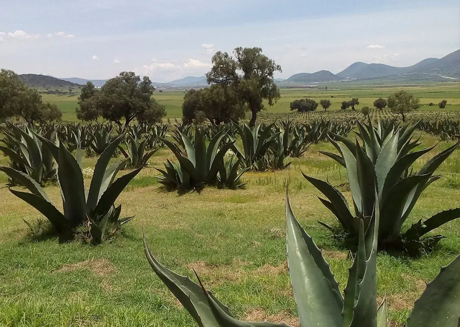 Nota sobre Escápate de la CDMX y visita los Llanos de Apan
