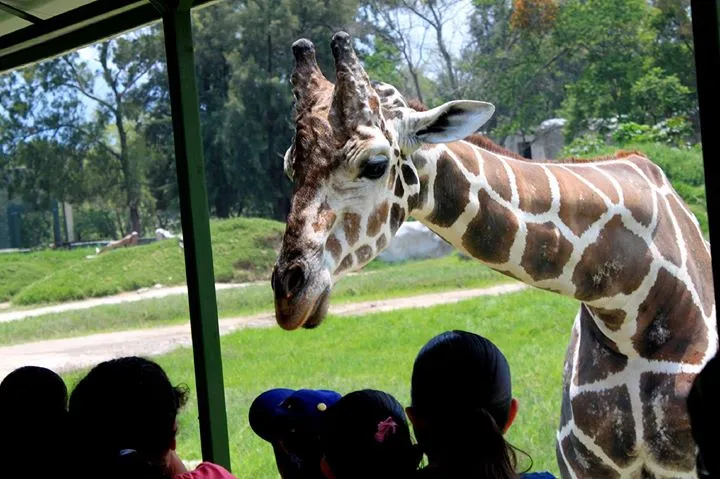 Nota sobre Vámonos de fin de semana al Zoológico de Guadalajara