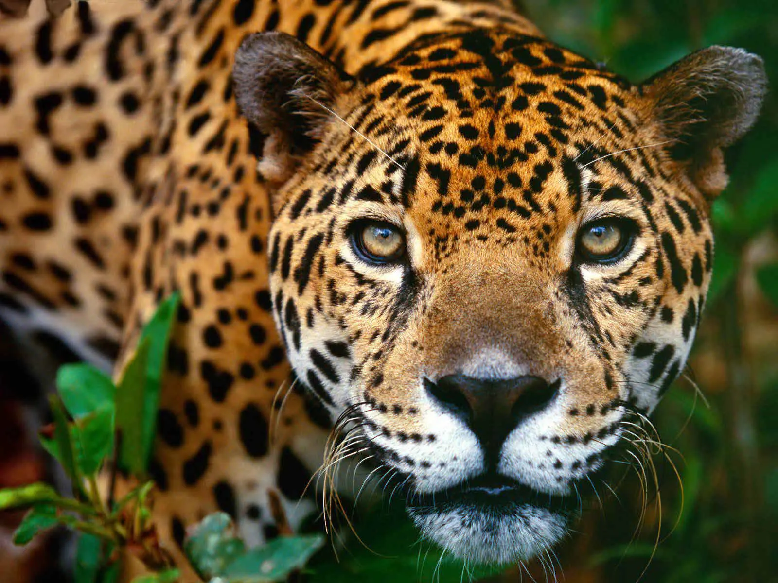 Nota sobre Fauna y ecosistemas de México