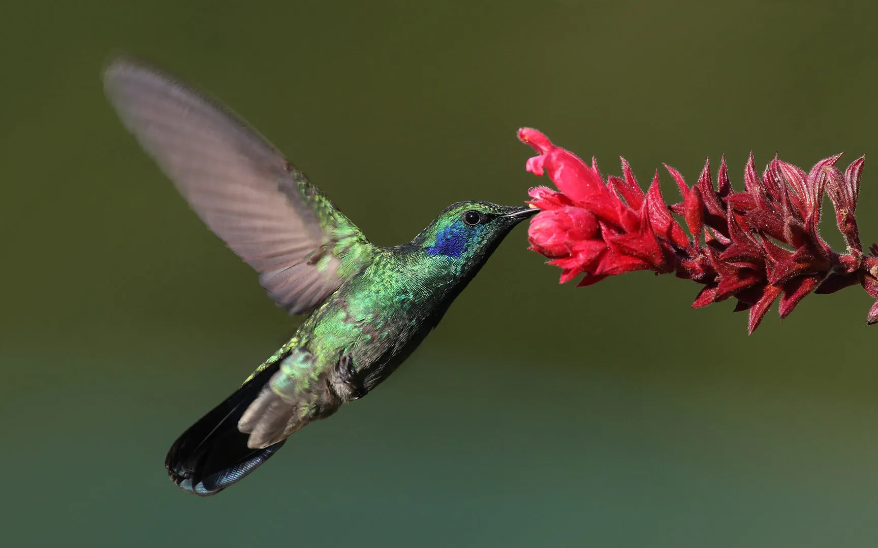 Nota sobre Datos curiosos sobre el colibrí mexicano
