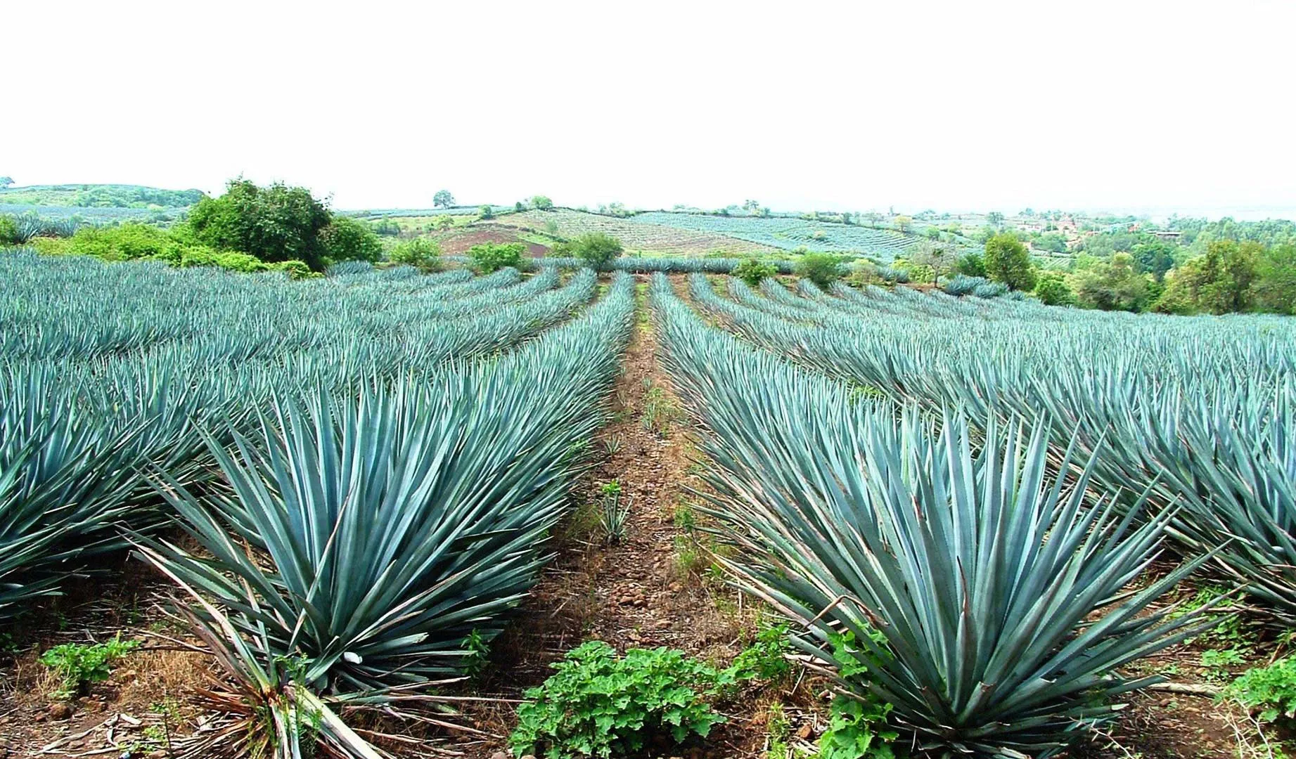Nota sobre Paisaje agavero y antiguas instalaciones de Tequila en Jalisco