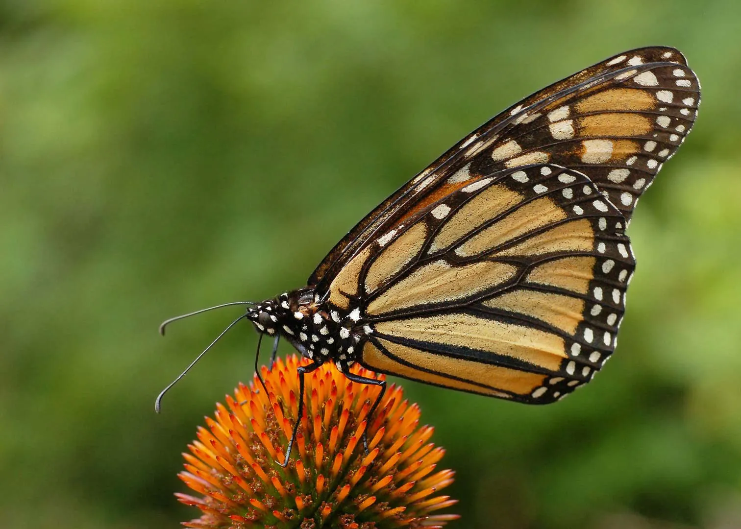 Nota sobre El estado de México y los santuarios de la mariposa monarca