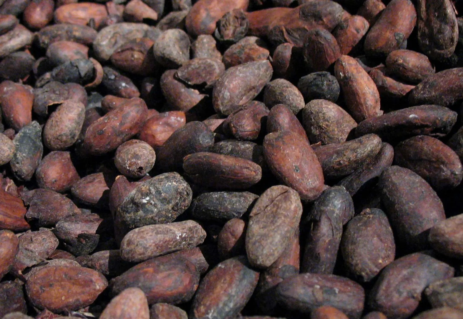 Nota sobre Visitando el ecomuseo del cacao, en Yucatán