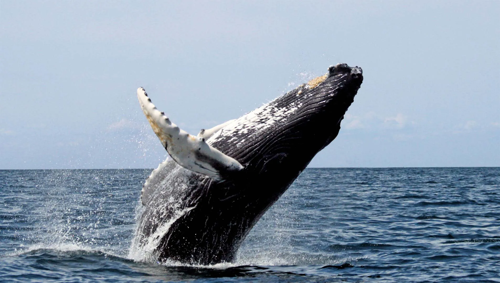 Nota sobre Te recomendamos los mejores destinos para observar ballenas en México