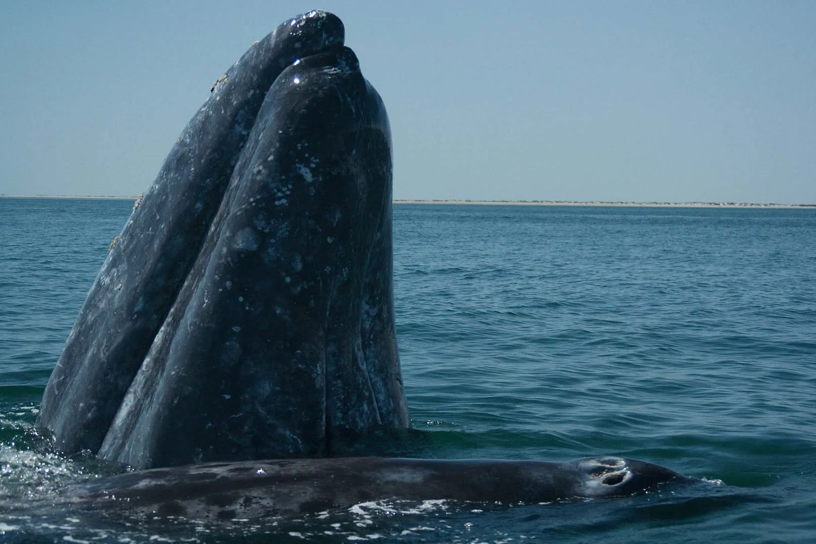 Nota sobre Viaja a Baja California Sur a ver a la ballena gris