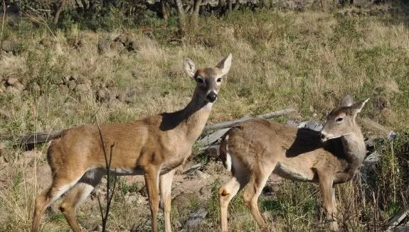 Nota sobre El Parque de los Ciervos, en el Estado de México