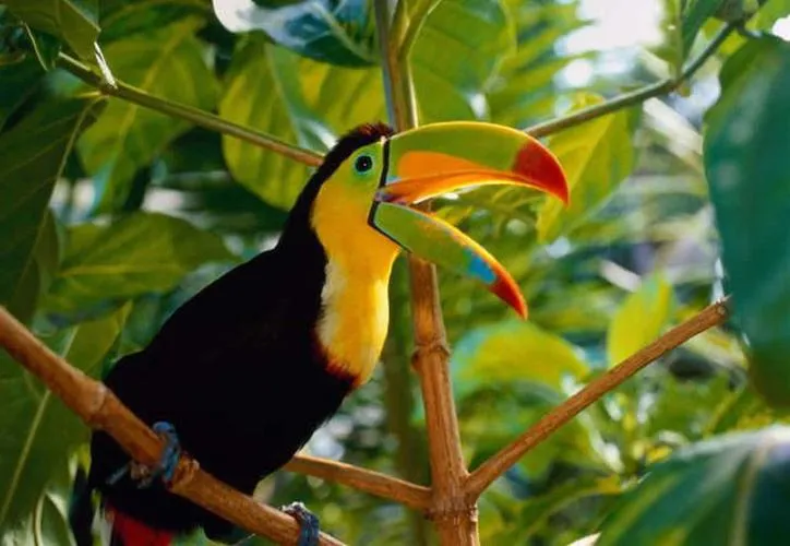 Nota sobre Vive la colorida experiencia en el Aviario Xaman-Ha, en Quintana Roo