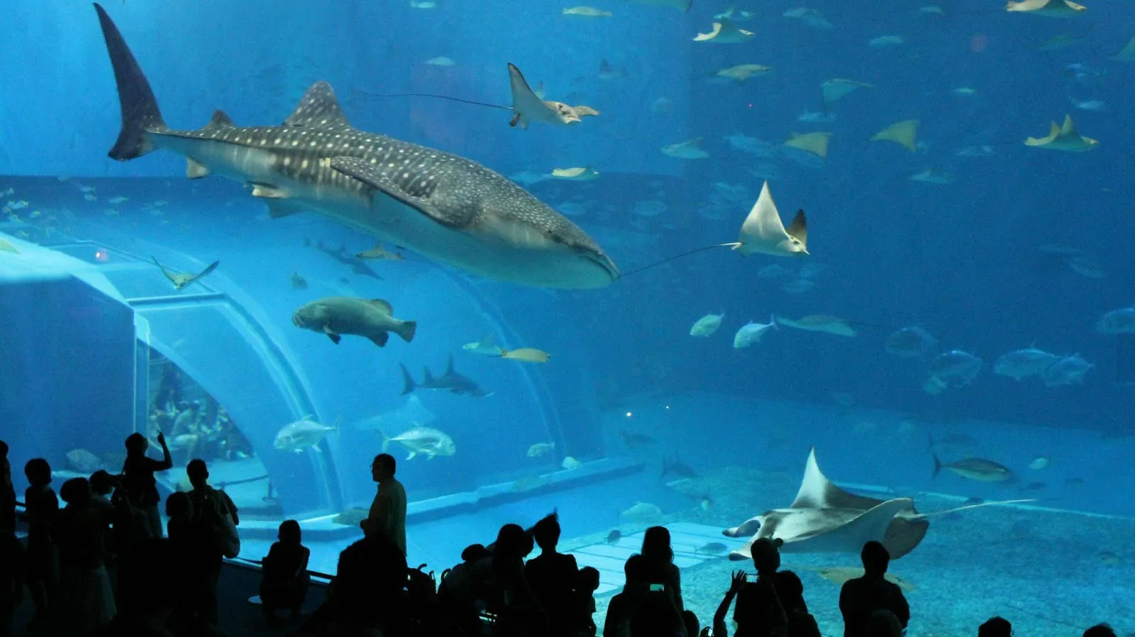 Nota sobre El acuario más grande en Latinoamérica