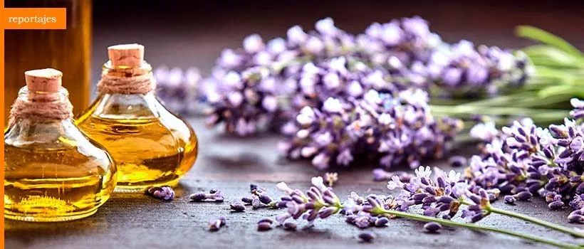 Nota sobre Descubre los beneficios de la aromaterapia