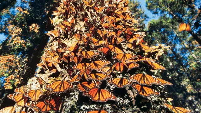 Nota sobre  Santuarios de la mariposa monarca en el Estado de México