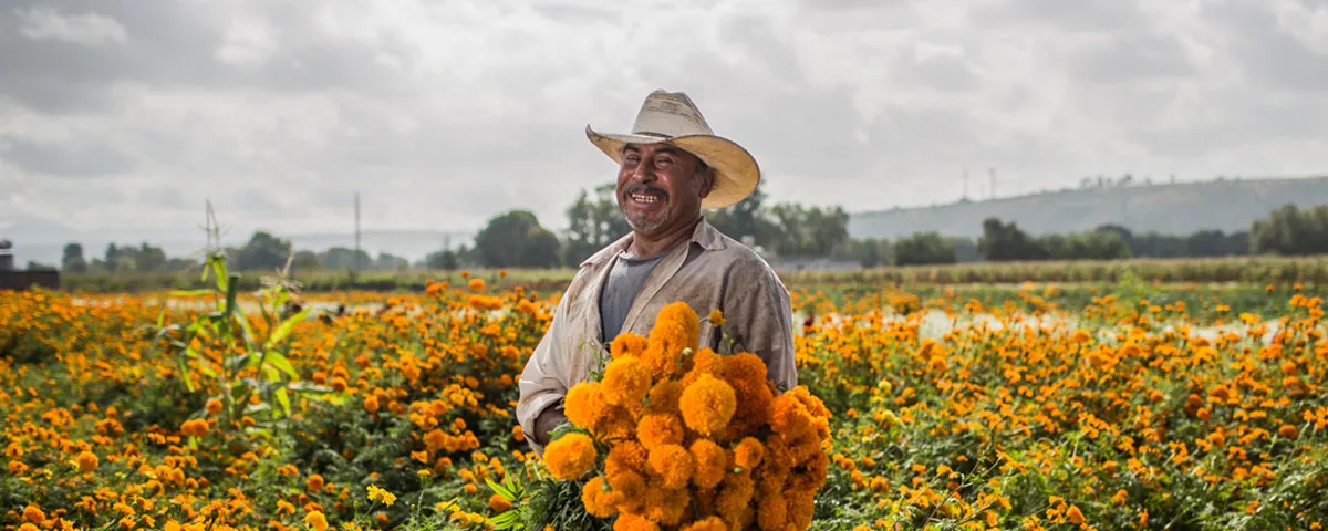 Nota sobre Flor de cempasúchil, Día de Muertos y Pueblos de México