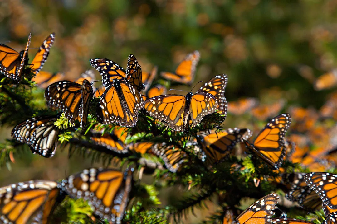 Nota sobre Migración de la mariposa monarca