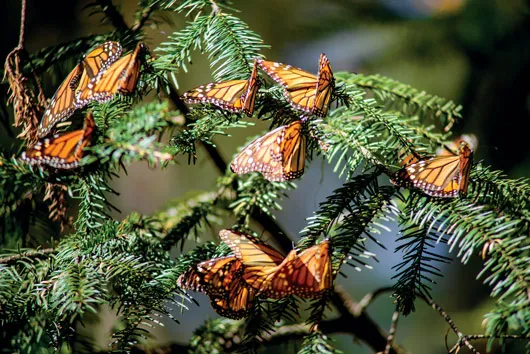 Nota sobre Estado de México, árboles llenos de Mariposas Monarca