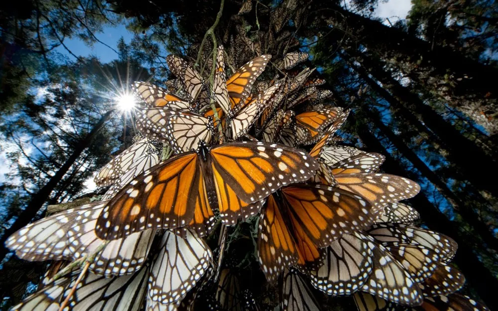 Nota sobre Estado de México, árboles llenos de Mariposas Monarca