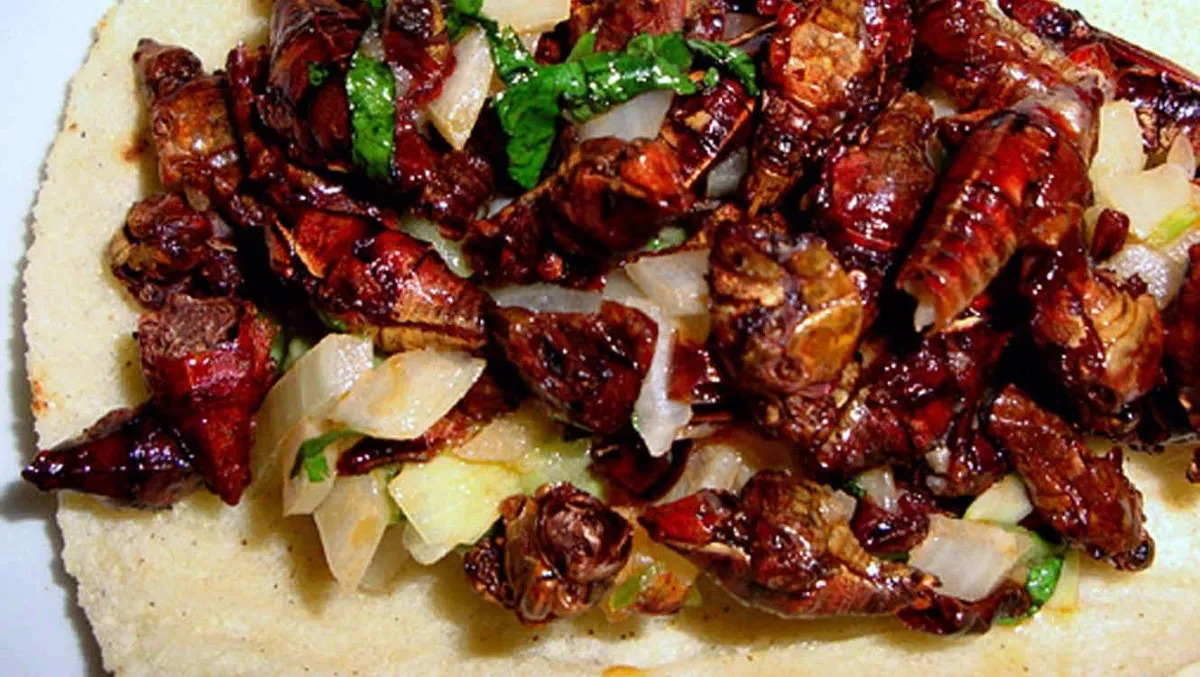 Nota sobre Insectos que puedes degustar en la cocina mexicana