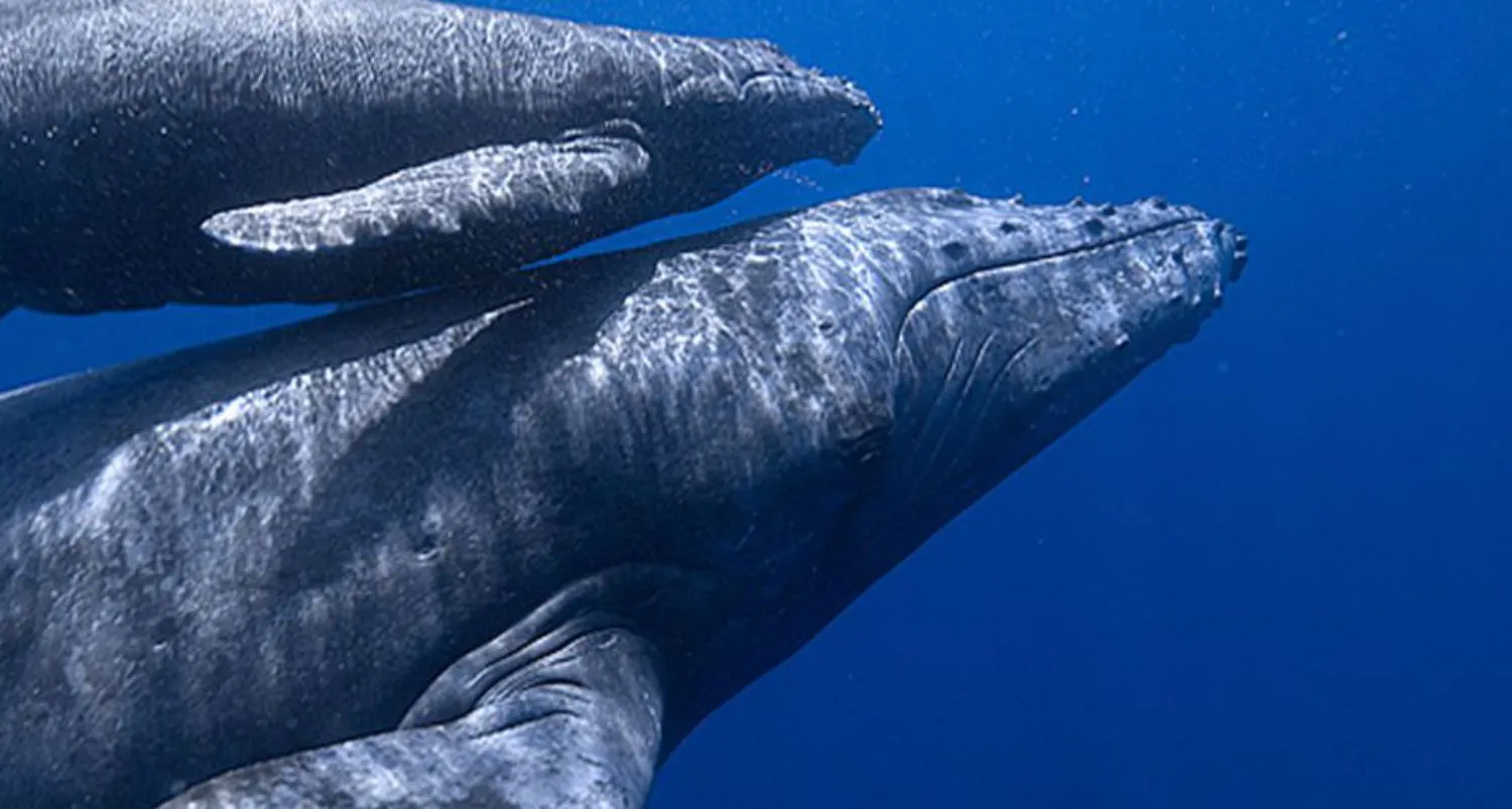 Nota sobre Las mejores playas de México para ver ballenas 