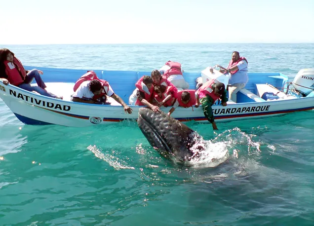 Nota sobre Avistamiento de ballenas en el norte de México