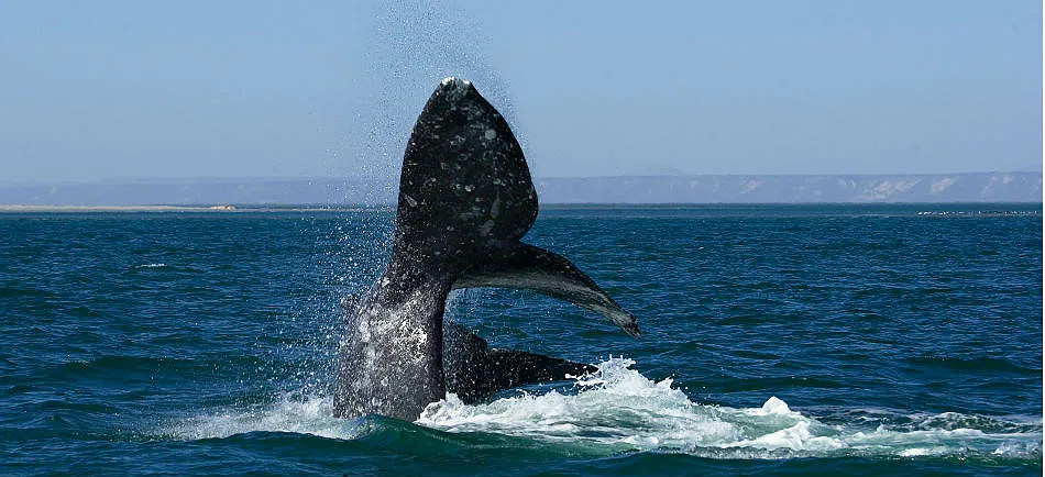 Nota sobre Avistamiento de ballenas en el norte de México