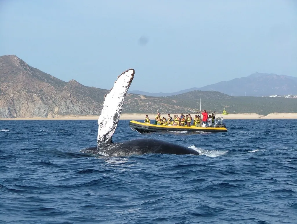 Nota sobre ¿Por qué las ballenas no migran?