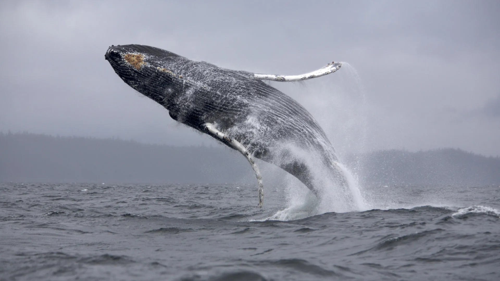 Nota sobre Bienvenidas las ballenas jorobadas a México