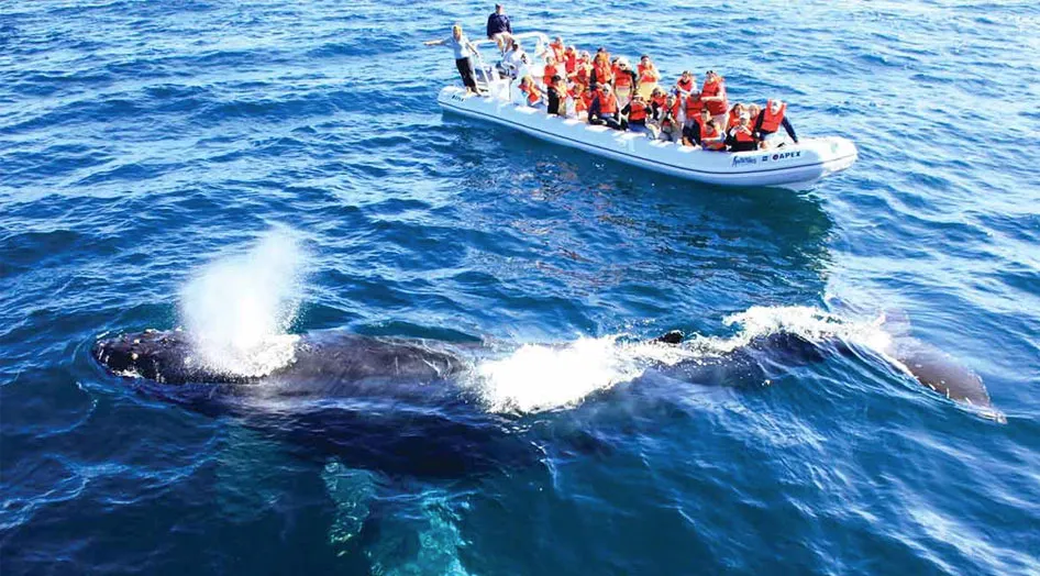 Nota sobre Bienvenidas las ballenas jorobadas a México