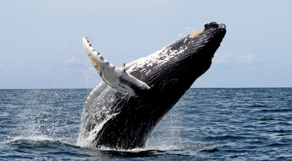 Nota sobre 4 razones para no perderte las ballenas en Puerto Vallarta