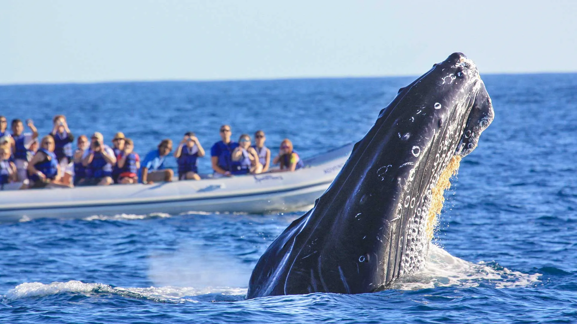 Nota sobre 4 razones para no perderte las ballenas en Puerto Vallarta
