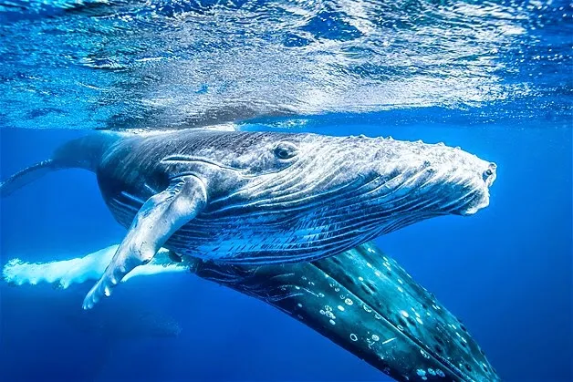 Nota sobre Emotivo rescate de ballena jorobada