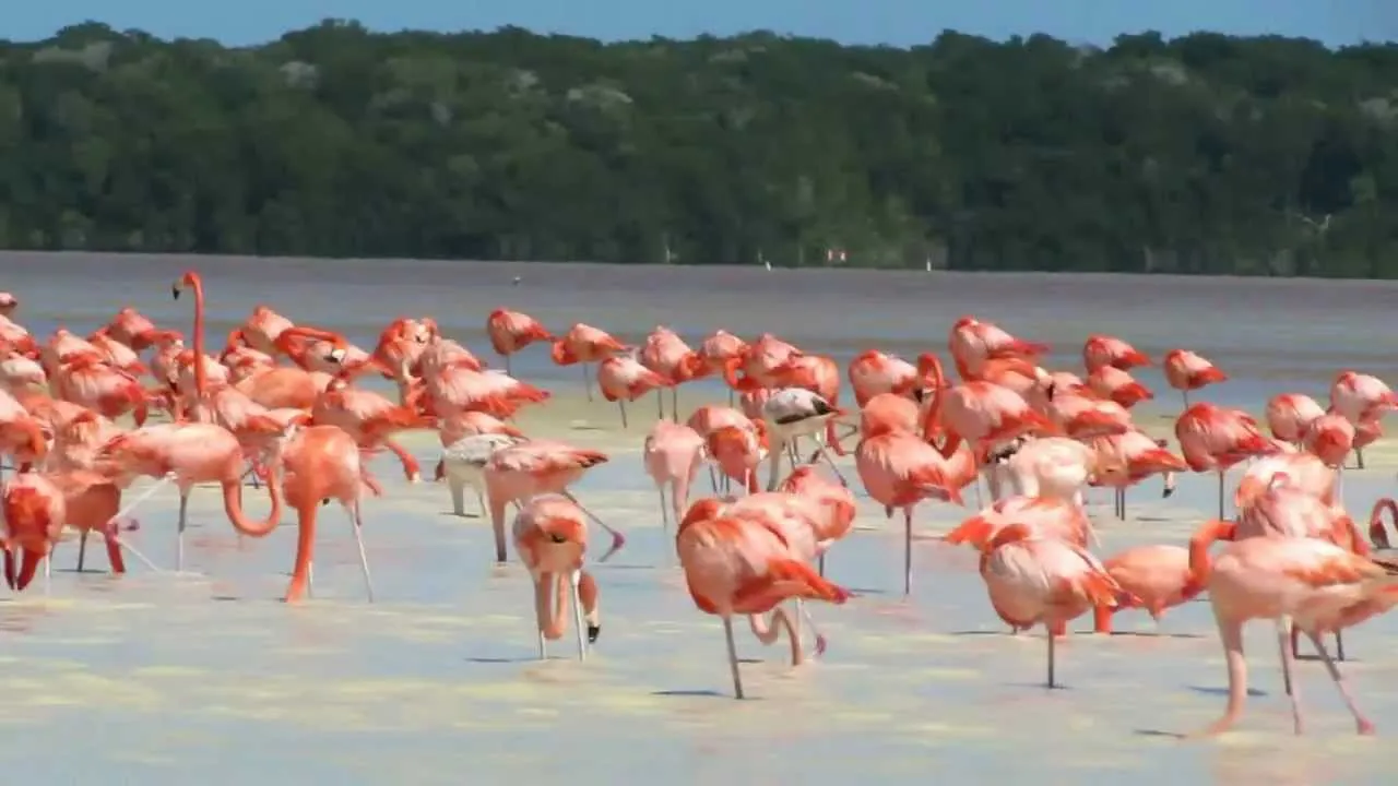 Nota sobre Los flamencos rosados de Celestún, Yucatán