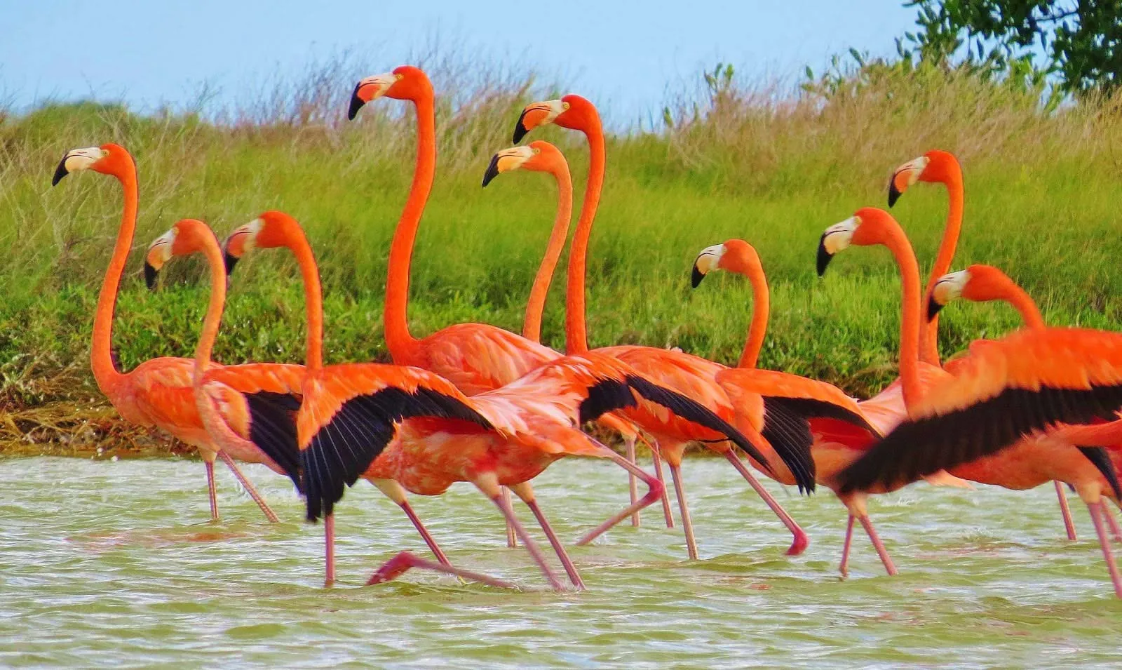 Nota sobre Santuario de Flamingos Rosados