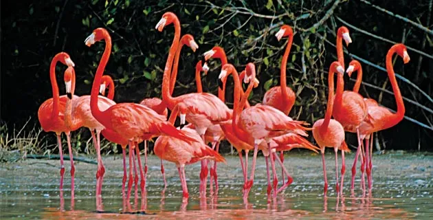 Nota sobre 3 Áreas Naturales Protegidas de Yucatán