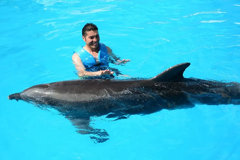 Nota sobre  Las mejores opciones para nadar con delfines en Isla mujeres