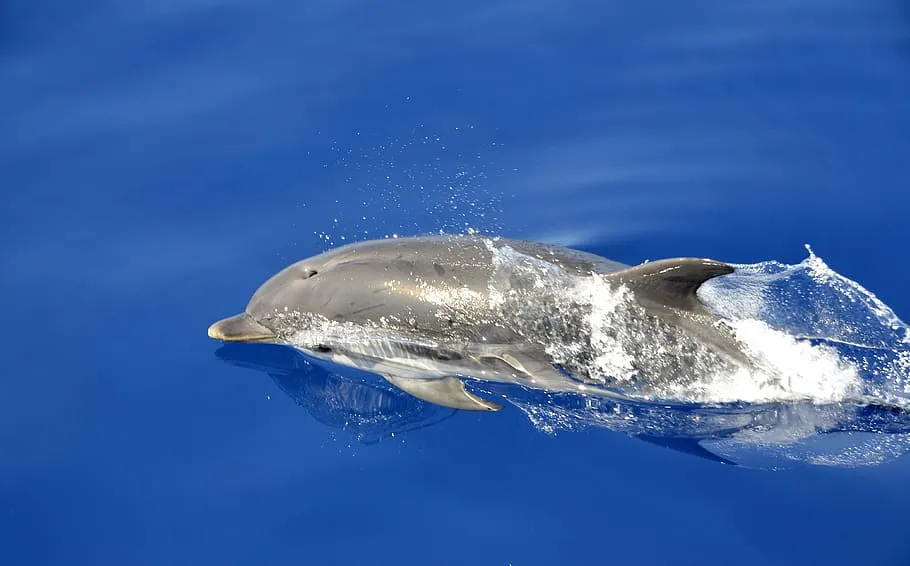Nota sobre  Las mejores opciones para nadar con delfines en Isla mujeres