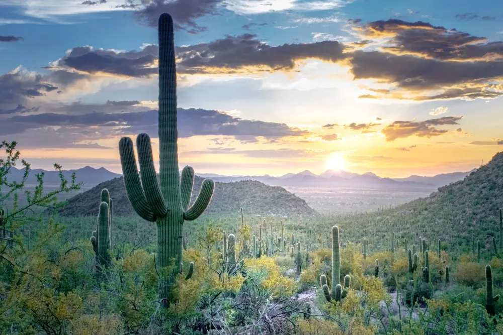Nota sobre Sorpresas y novedades en las rutas del Desierto de Sonora