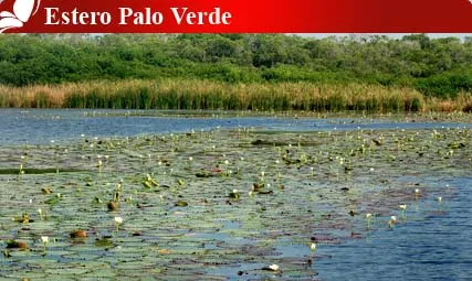 Nota sobre Estero Plao Verde, Colima