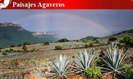 Nota sobre Paisajes Agaveros, Jalisco