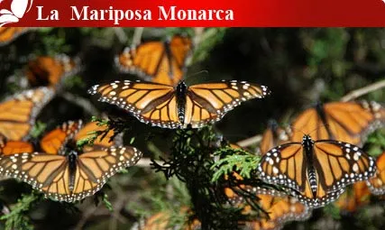 Nota sobre La Mariposa Monarca, Michoacan